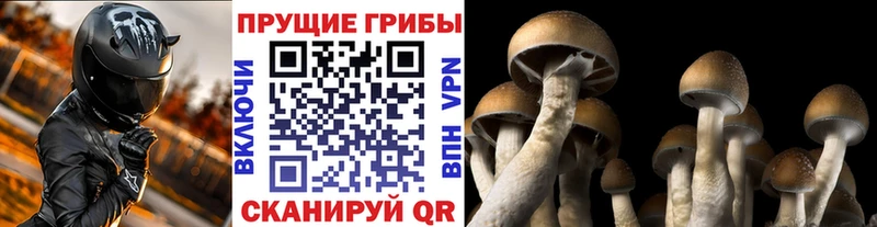 Псилоцибиновые грибы ЛСД  Купить где  Северская 